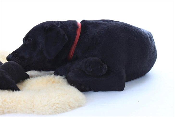 Blanding af racer Molly - Molly og hvalpene 'Fotosession' billede 4