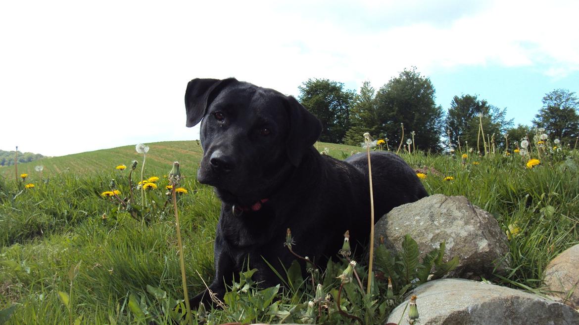 Blanding af racer Molly - Lidt lækker har man vel lov at være ?(y' billede 2