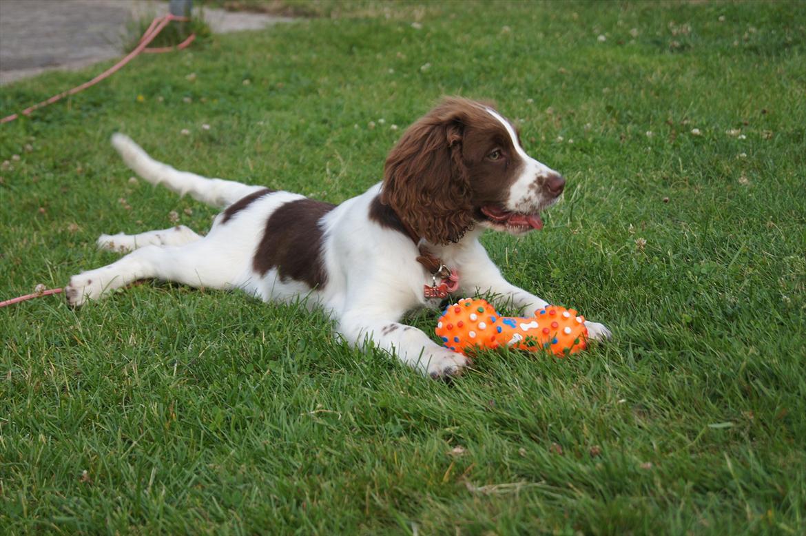 Engelsk springer spaniel Bina billede 8