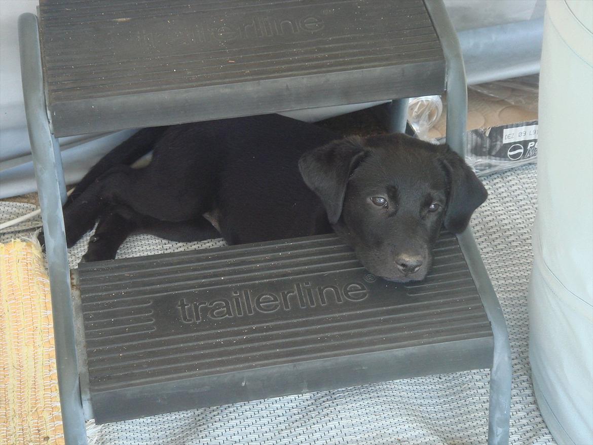 Blanding af racer Molly - MOLLY (y' billede 5