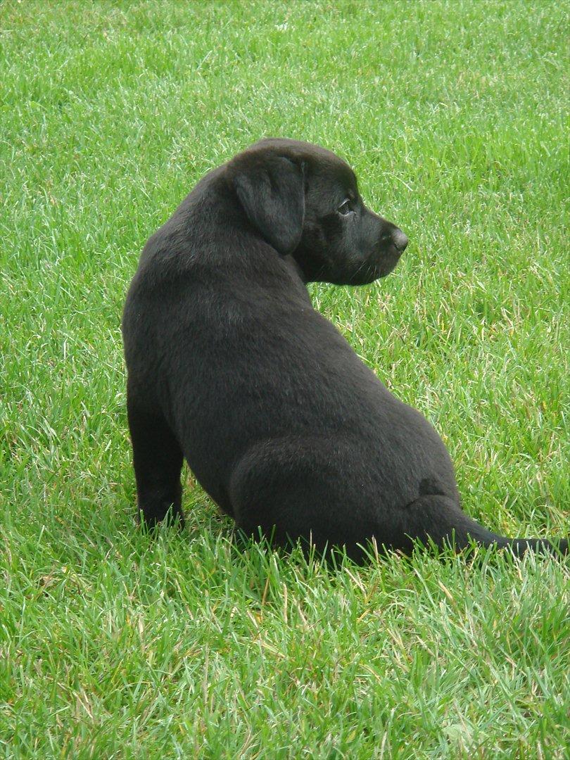 Blanding af racer Molly - Smukkeøøøh' billede 6