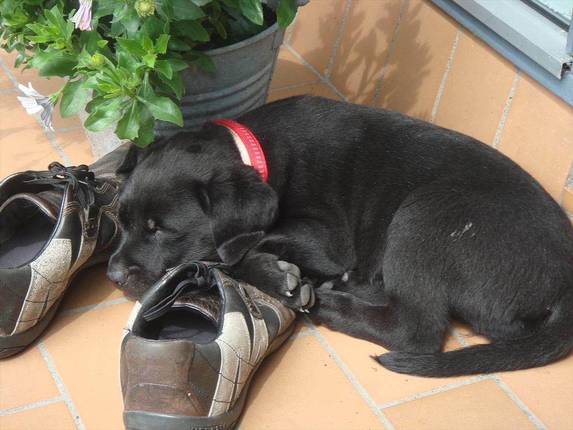 Blanding af racer Molly - En træt lille baby <'3 billede 7