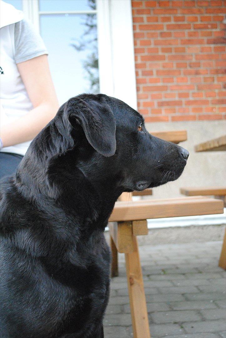 Blanding af racer Molly - Velkommen til Mollys' profil :-) tag et kig og smid gerne en bedømmelse og kommentar ;-) billede 1