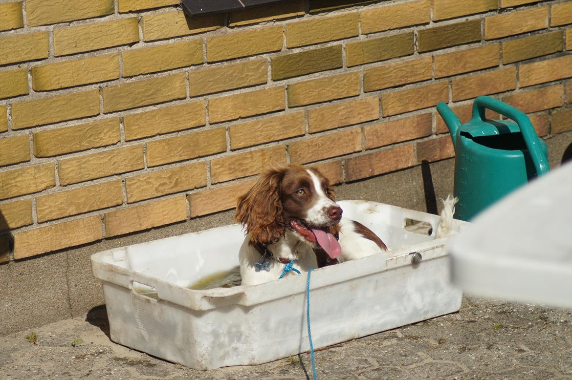 Engelsk springer spaniel Bina billede 9