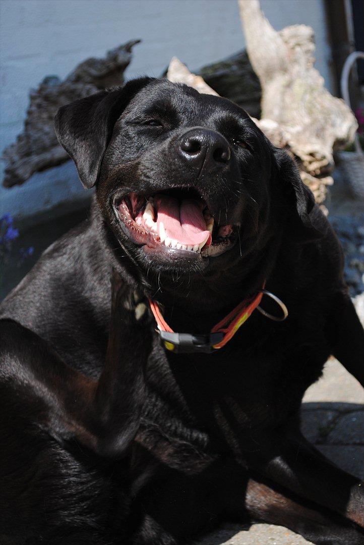 Blanding af racer Molly - uuh det klør ;-) billede 9