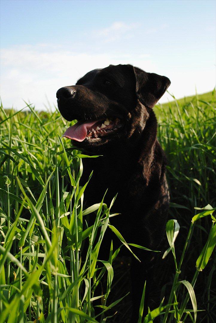 Blanding af racer Molly - læk læk lækker *-: billede 10