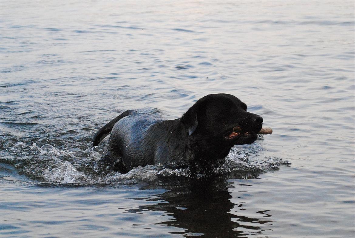 Blanding af racer Molly - evt. lidt vandglad ?? ;-) billede 11