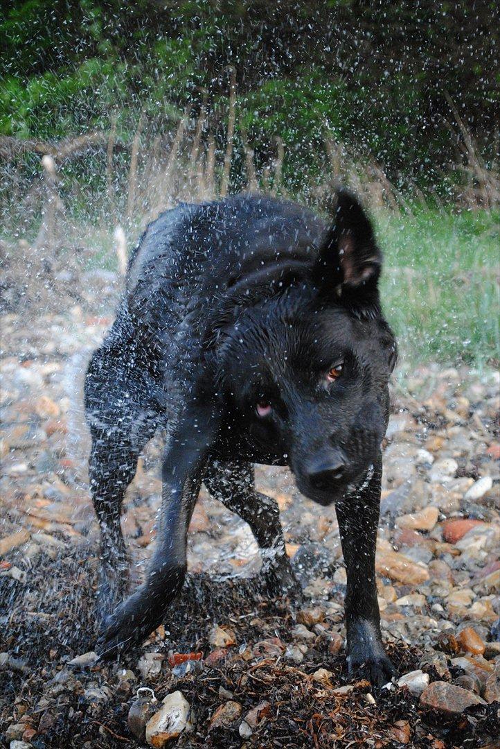 Blanding af racer Molly - Ryyyyyste :* billede 12