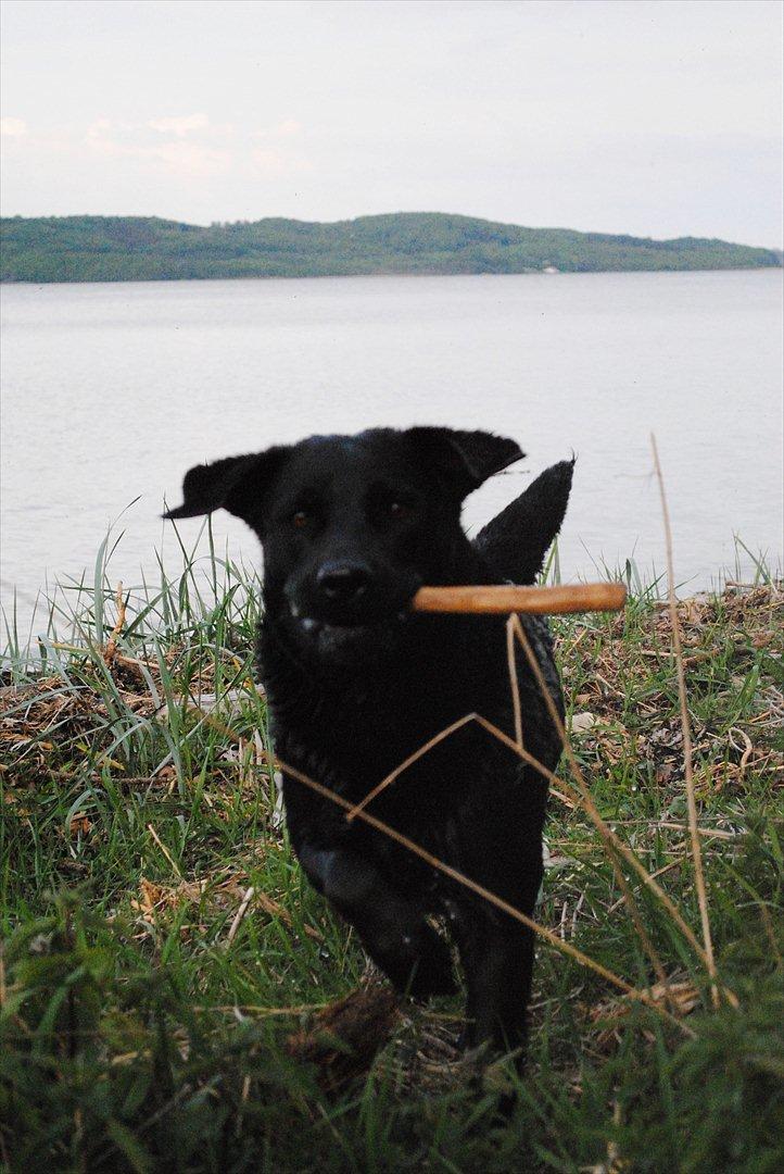 Blanding af racer Molly - Løøøøb :-) billede 13