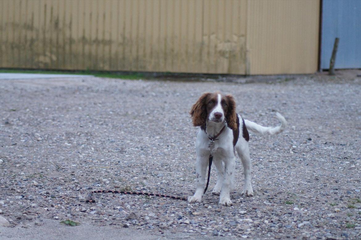 Engelsk springer spaniel Bina billede 10