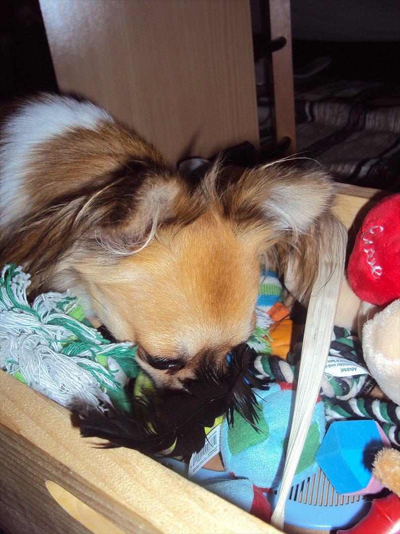 Chihuahua Eddie - Prøver lige at finde noget legetøj i min kasse.. billede 9