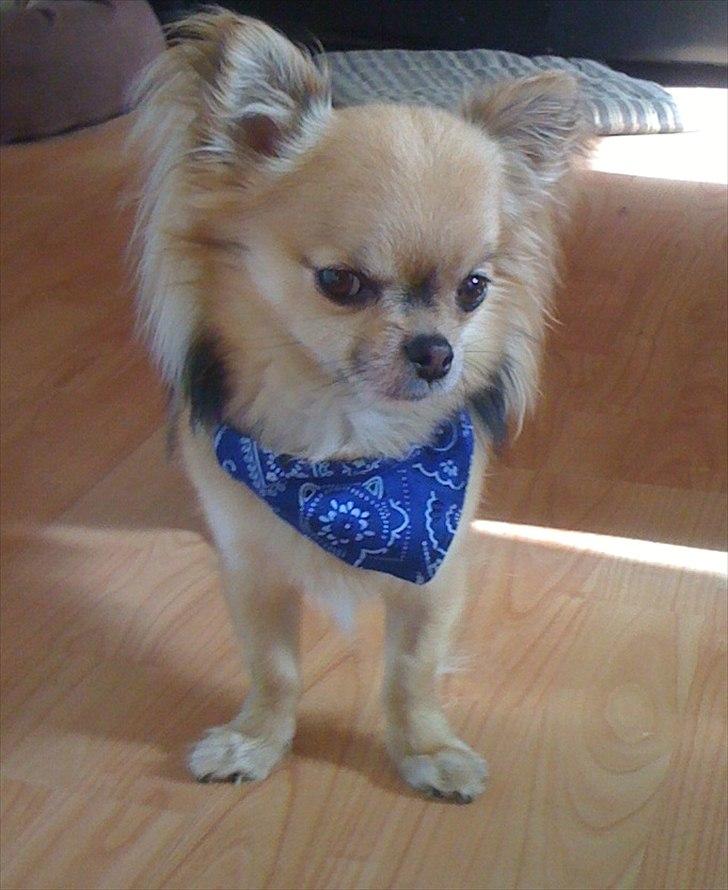 Chihuahua  Chico(Sukkerpels's Aido) - Bøllebob (:  billede 20