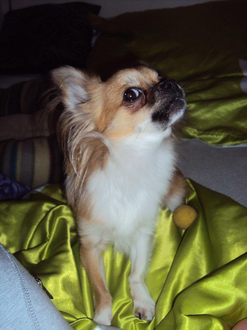 Chihuahua Eddie - Hvem, mig? billede 10