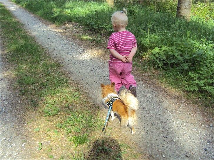 Chihuahua Eddie - Går lige en tur med dagplejebørnene i skoven (: billede 11