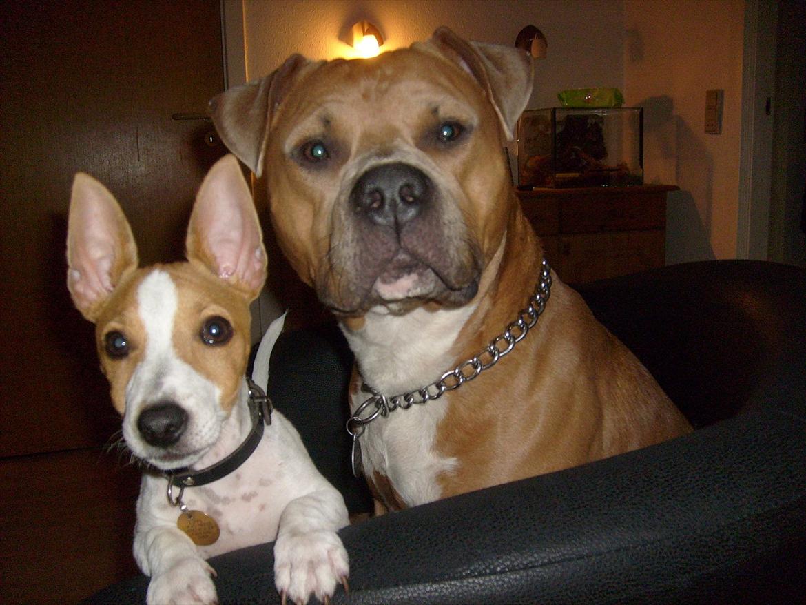 Jack russell terrier Zippo (forsvundet) - Zippo med sin Yndlings "fætter" =) billede 9