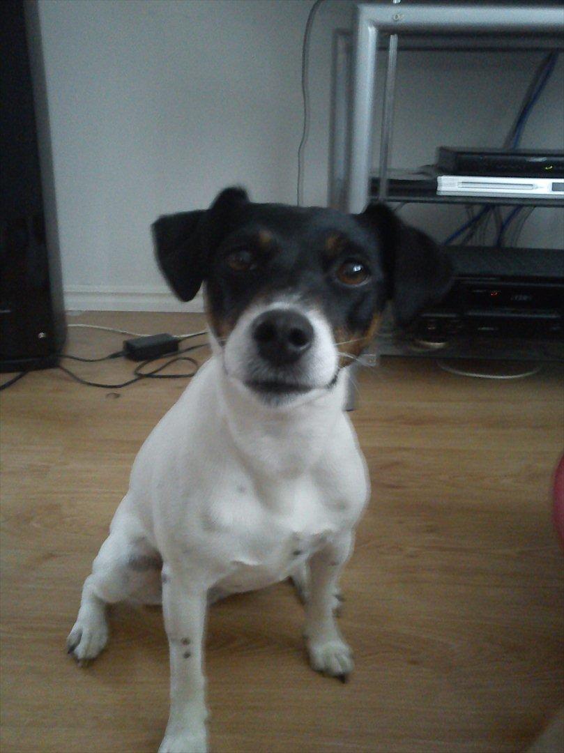 Blanding af racer MAI - Hej med dig. billede 1