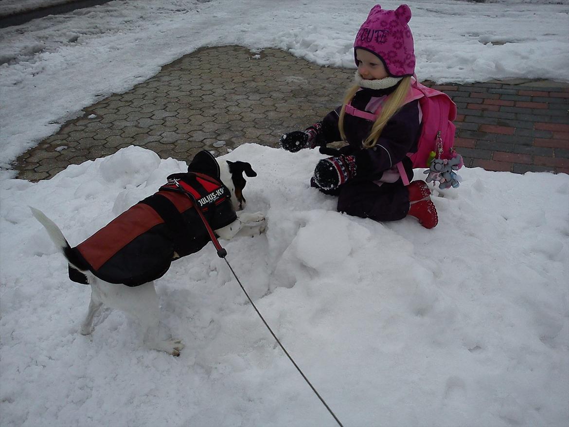 Blanding af racer MAI - Jeg tror at der er en mus i sneen. billede 3