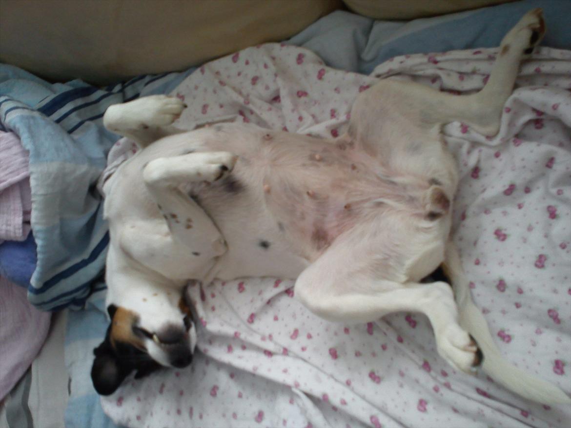 Blanding af racer MAI - Gider du og klø mig på maven. billede 4