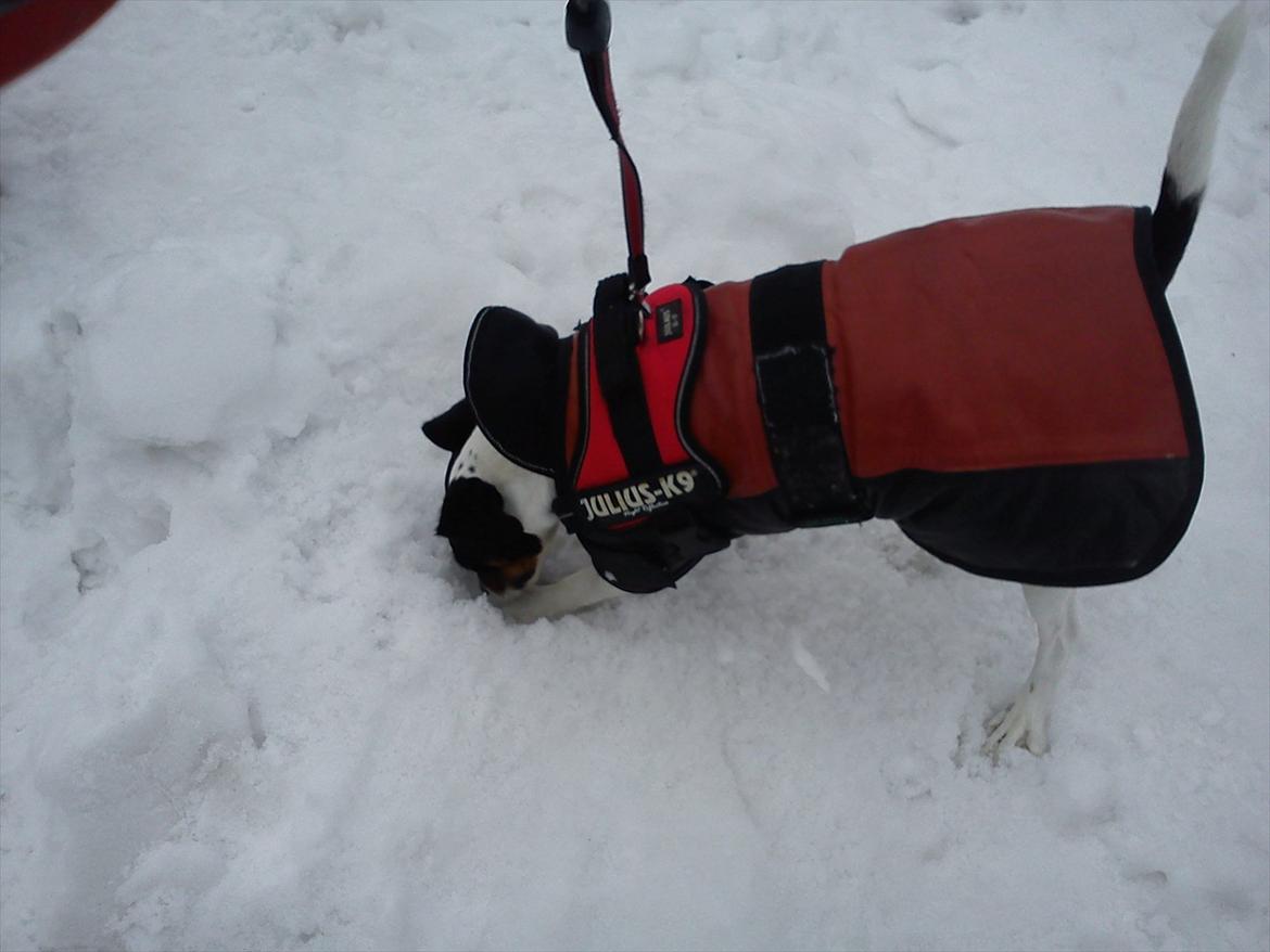 Blanding af racer MAI - Jeg er sikker på at den er her nede ;0) billede 7