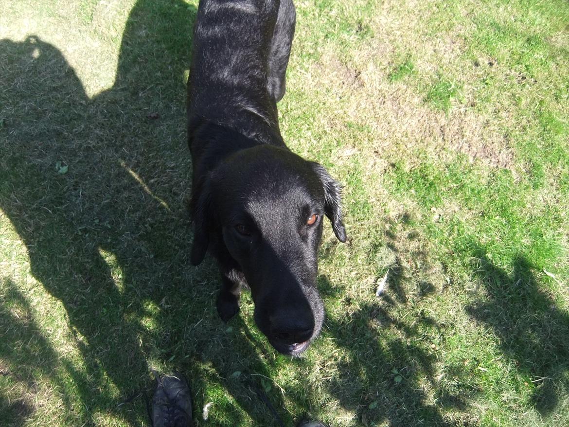 Flat coated retriever Jackson billede 1