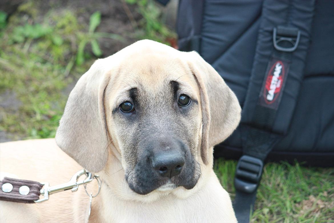 Broholmer Gjall billede 1