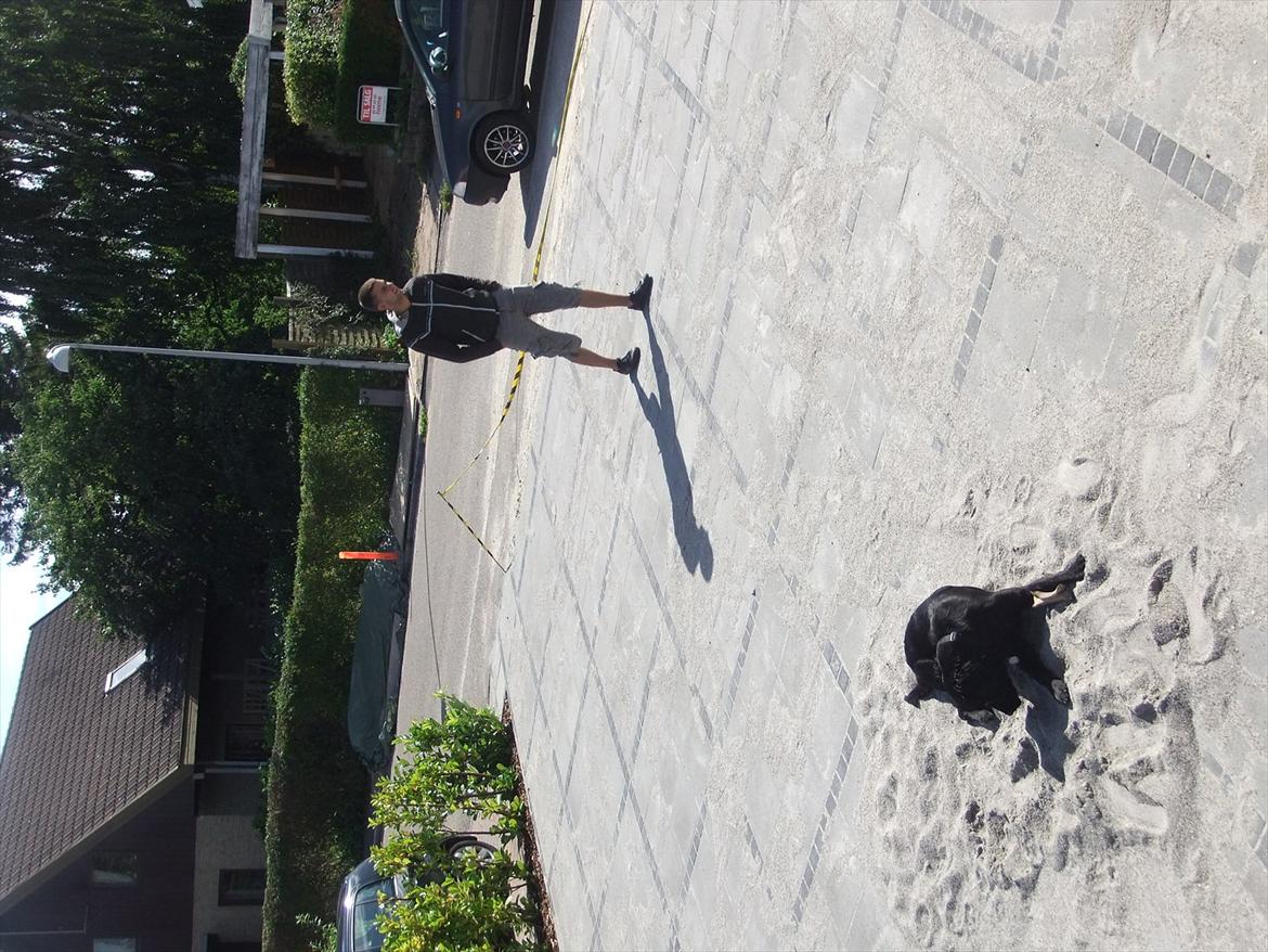 Flat coated retriever Jackson billede 3