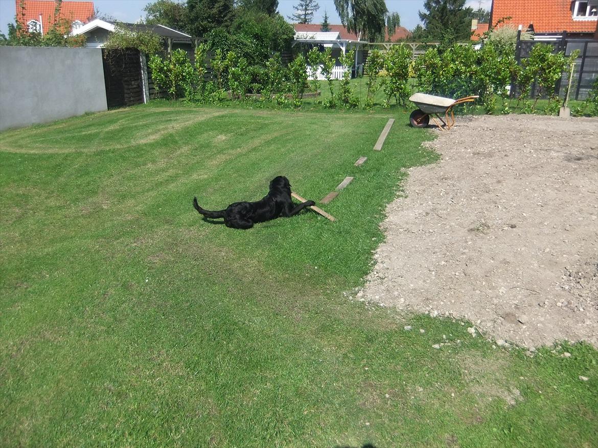 Flat coated retriever Jackson billede 4