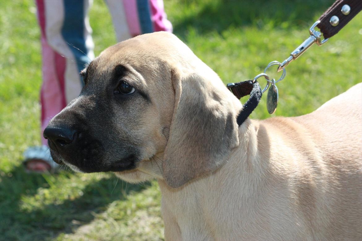 Broholmer Gjall billede 2