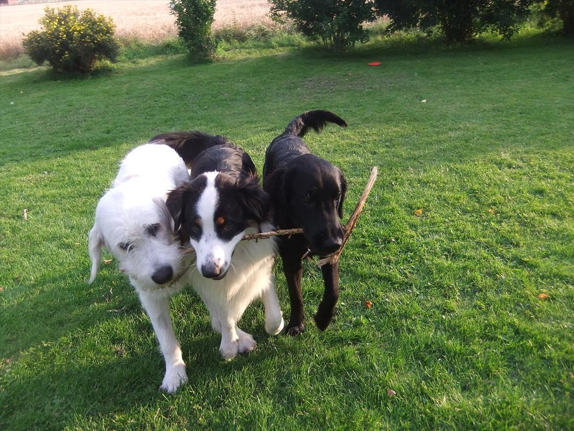Flat coated retriever Jackson billede 5