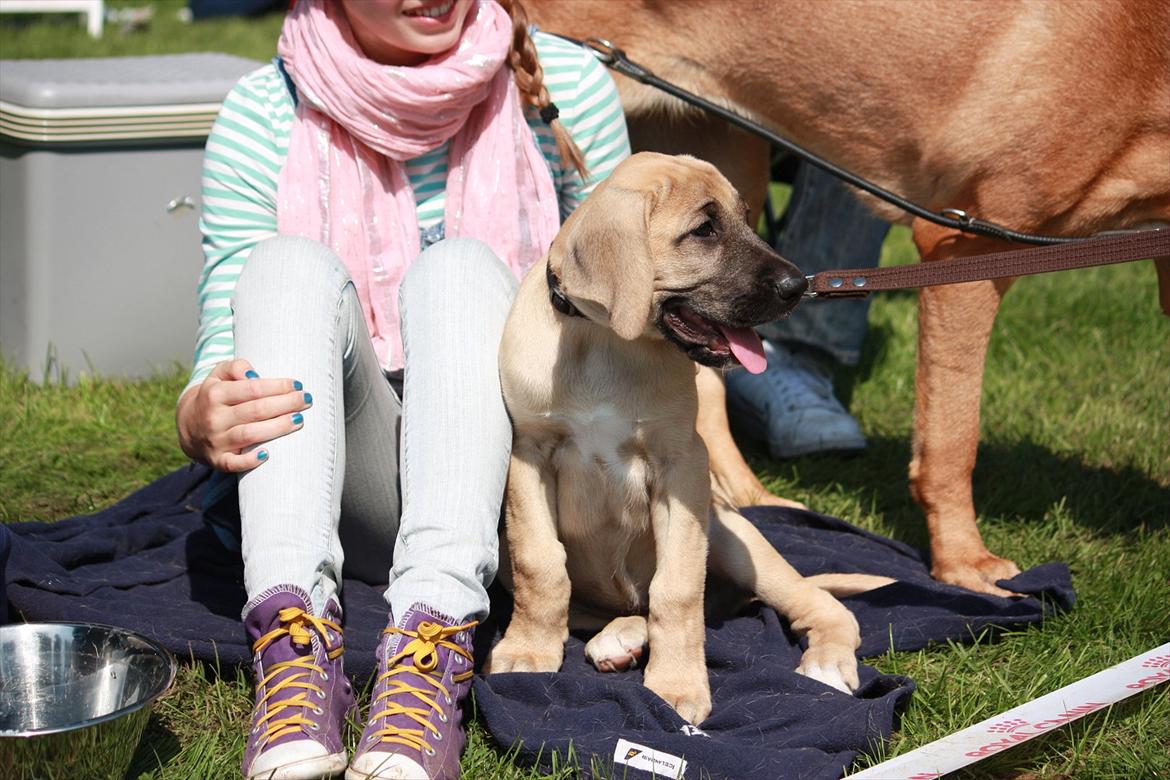 Broholmer Gjall billede 3