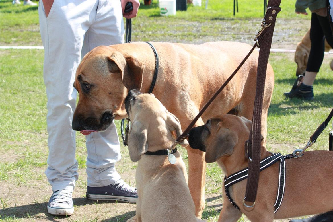 Broholmer Gjall - Mødte mor og søster til broholmertræffet ved Broholm slot på fyn billede 4