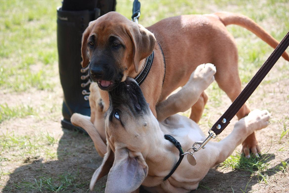 Broholmer Gjall billede 5