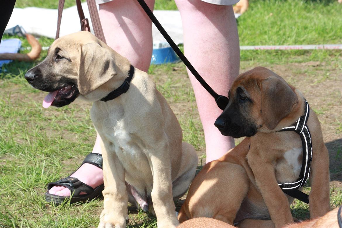 Broholmer Gjall billede 6