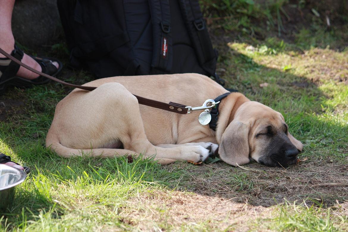 Broholmer Gjall billede 7