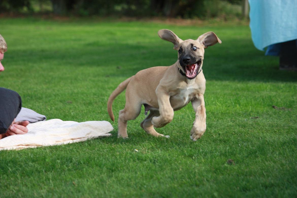 Broholmer Gjall billede 8