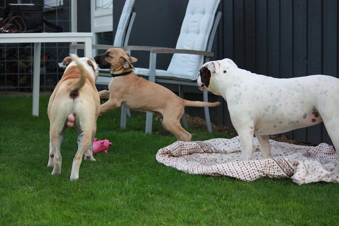 Broholmer Gjall - Så hyggeligt at være på besøg hos Joey og Anna billede 9