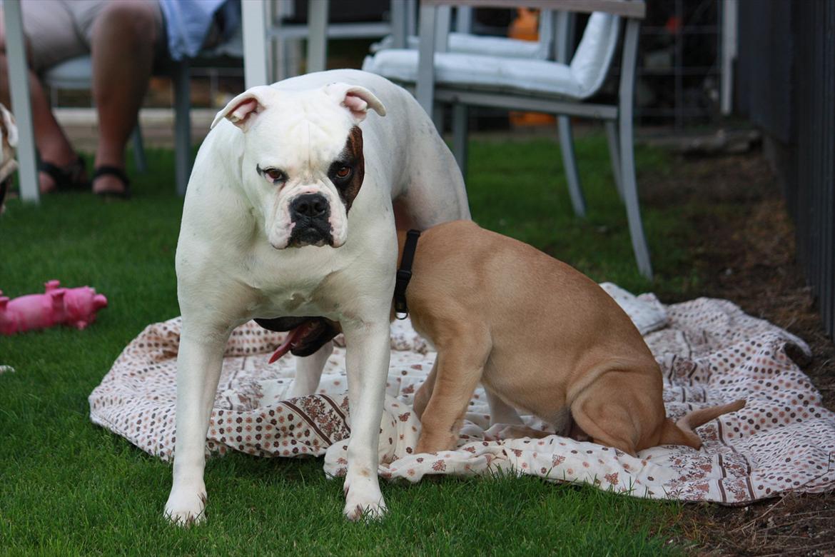 Broholmer Gjall - Gemmer lige lidt under Anna... billede 10