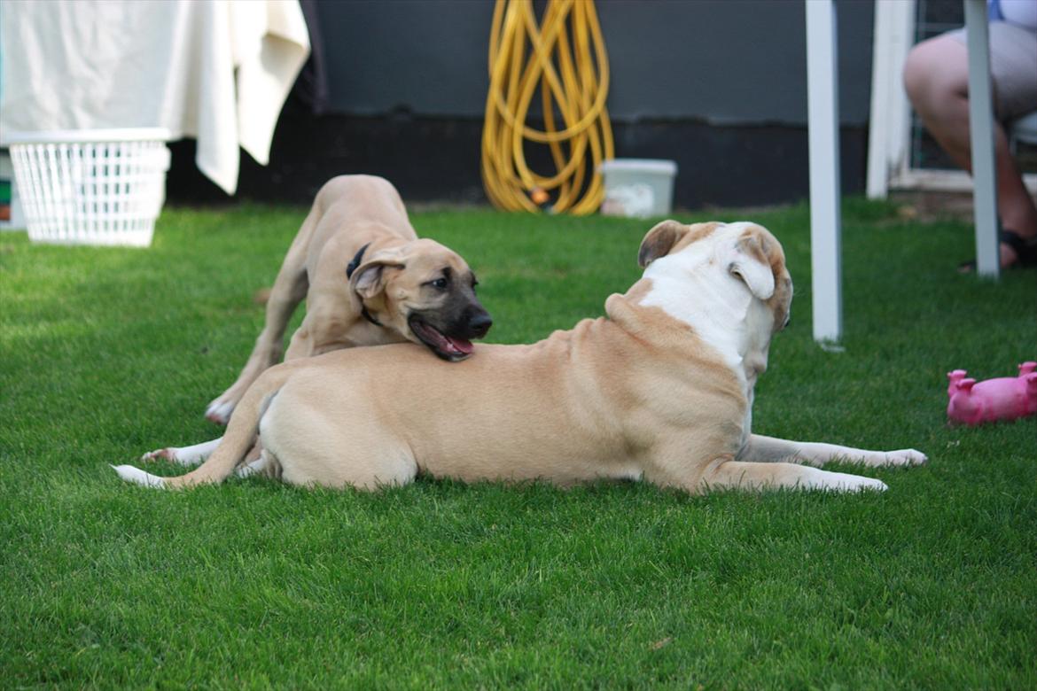 Broholmer Gjall billede 11