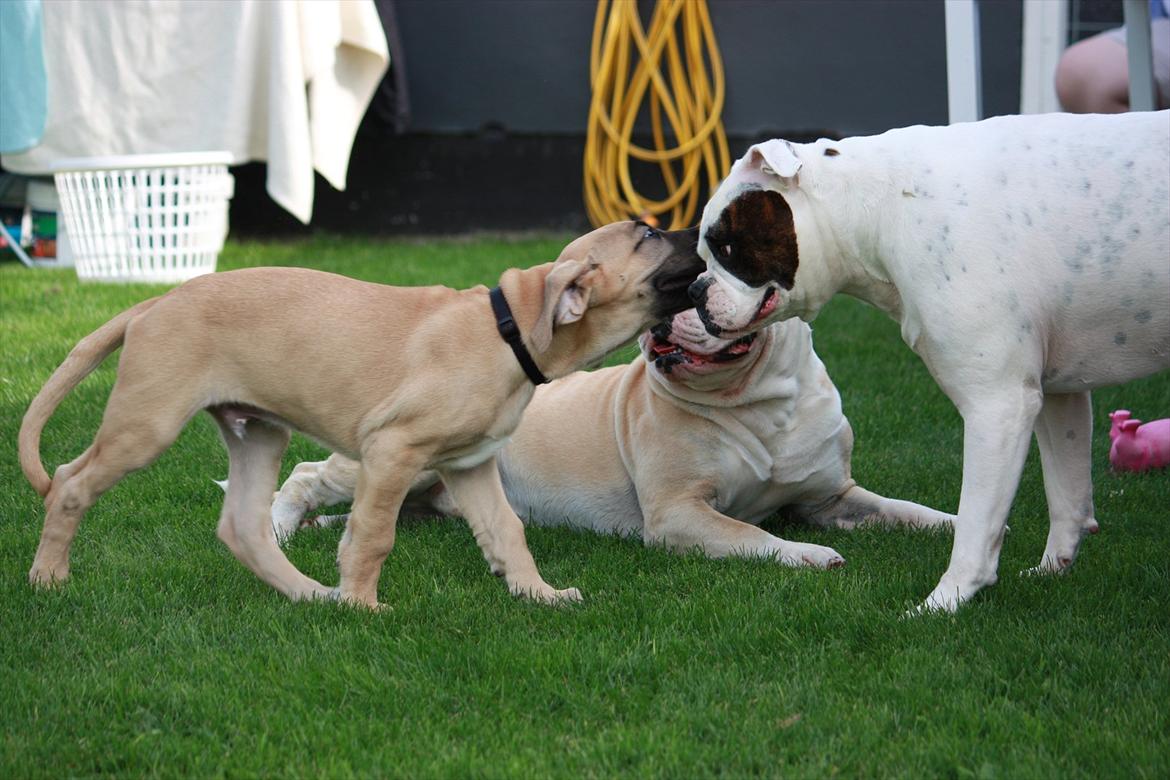 Broholmer Gjall billede 12