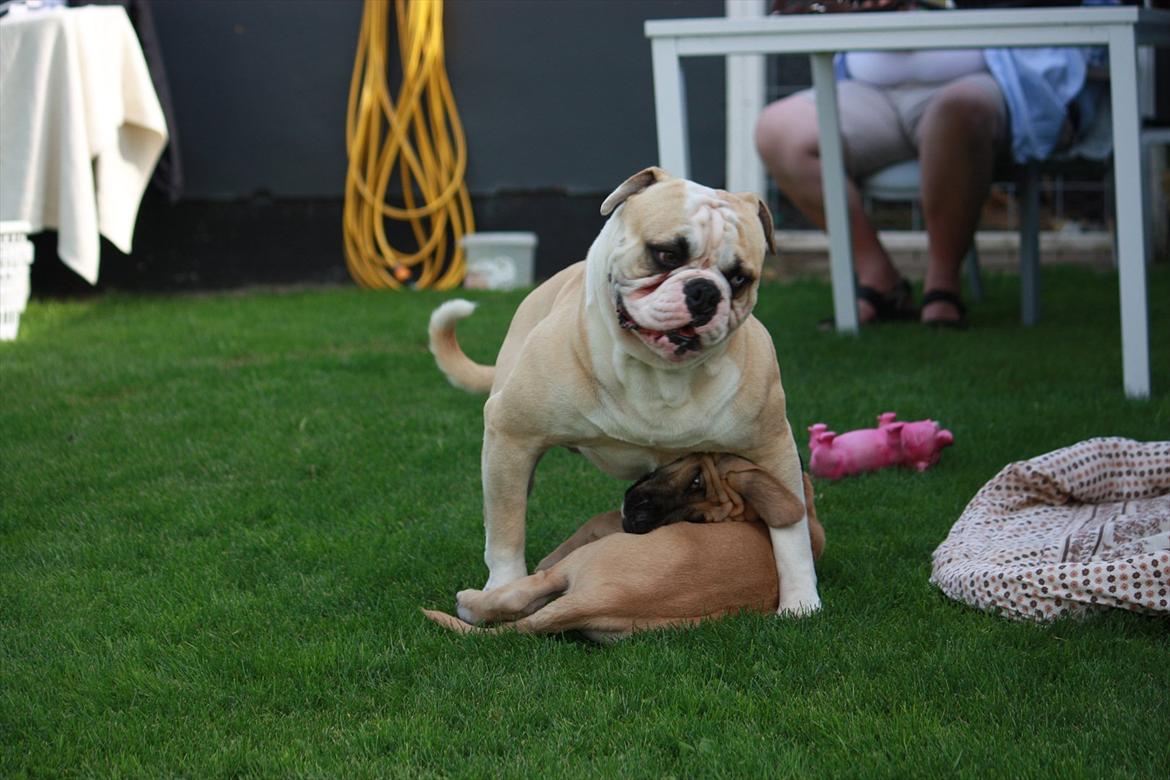 Broholmer Gjall billede 13