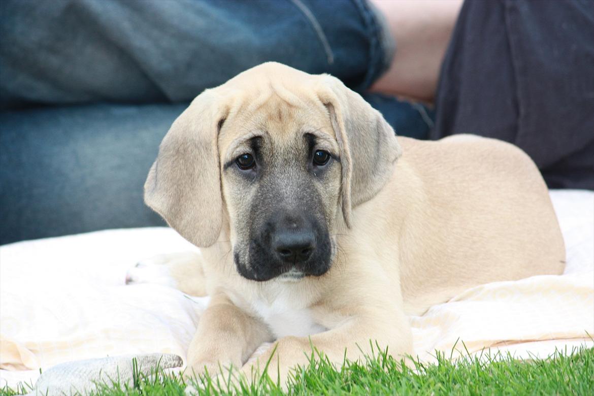 Broholmer Gjall billede 14