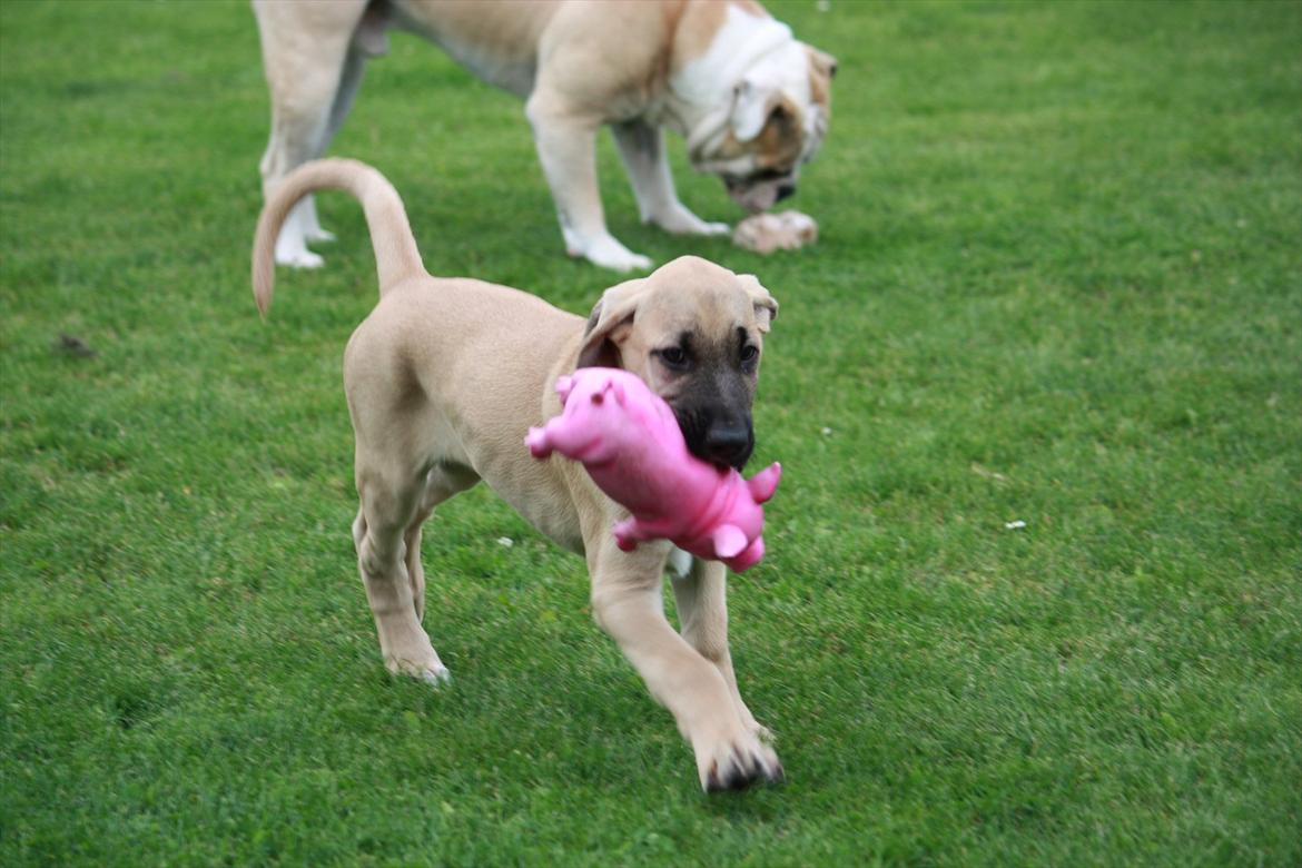 Broholmer Gjall billede 15