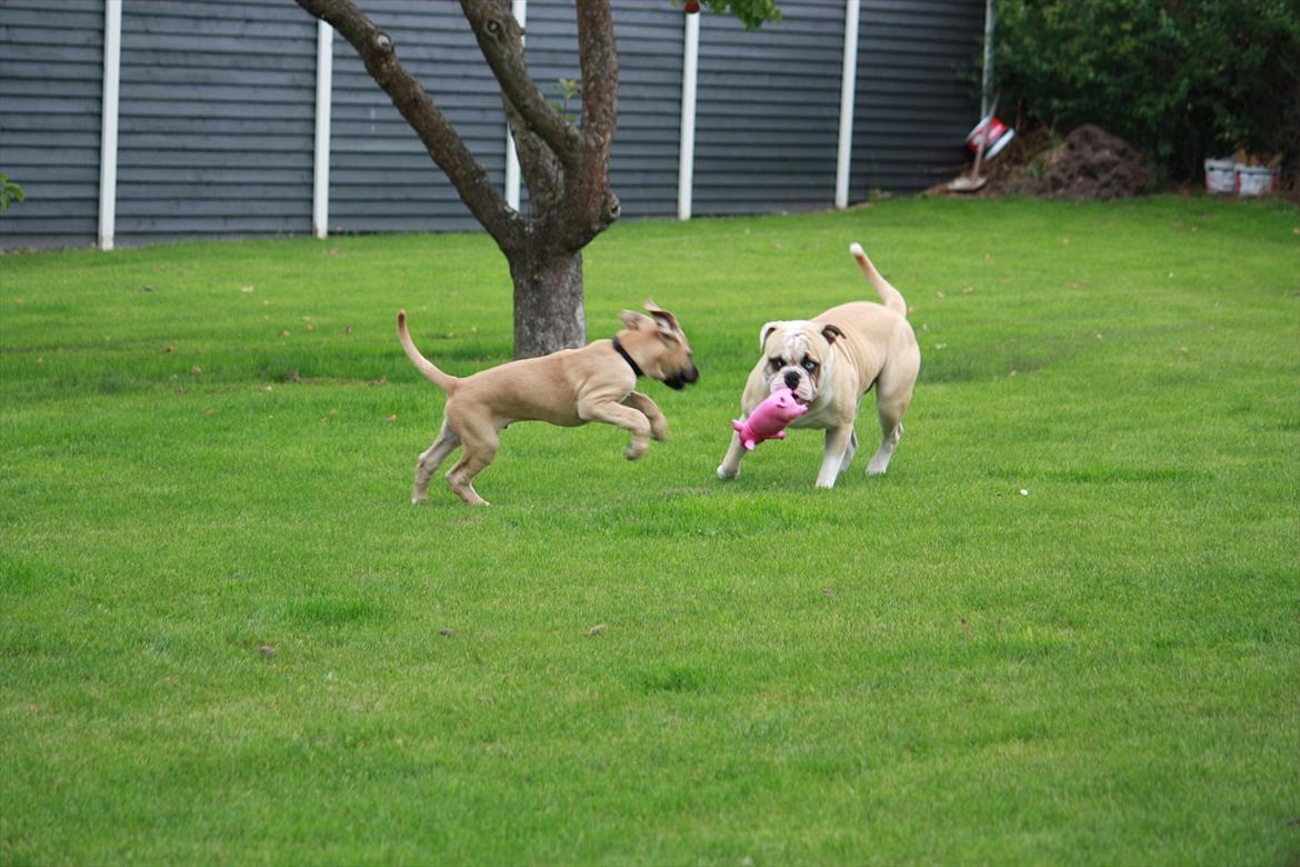 Broholmer Gjall billede 16