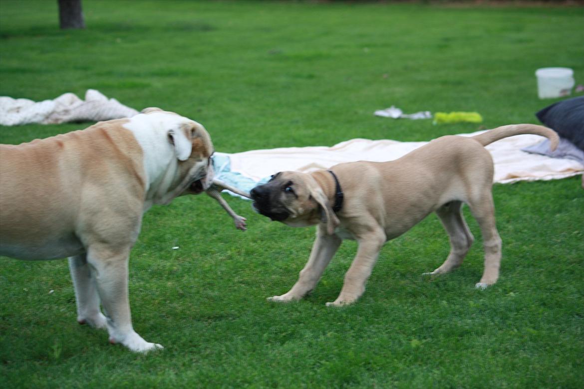 Broholmer Gjall billede 17