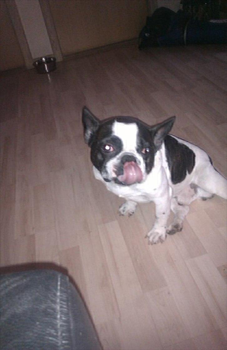 Fransk bulldog Zeus billede 10