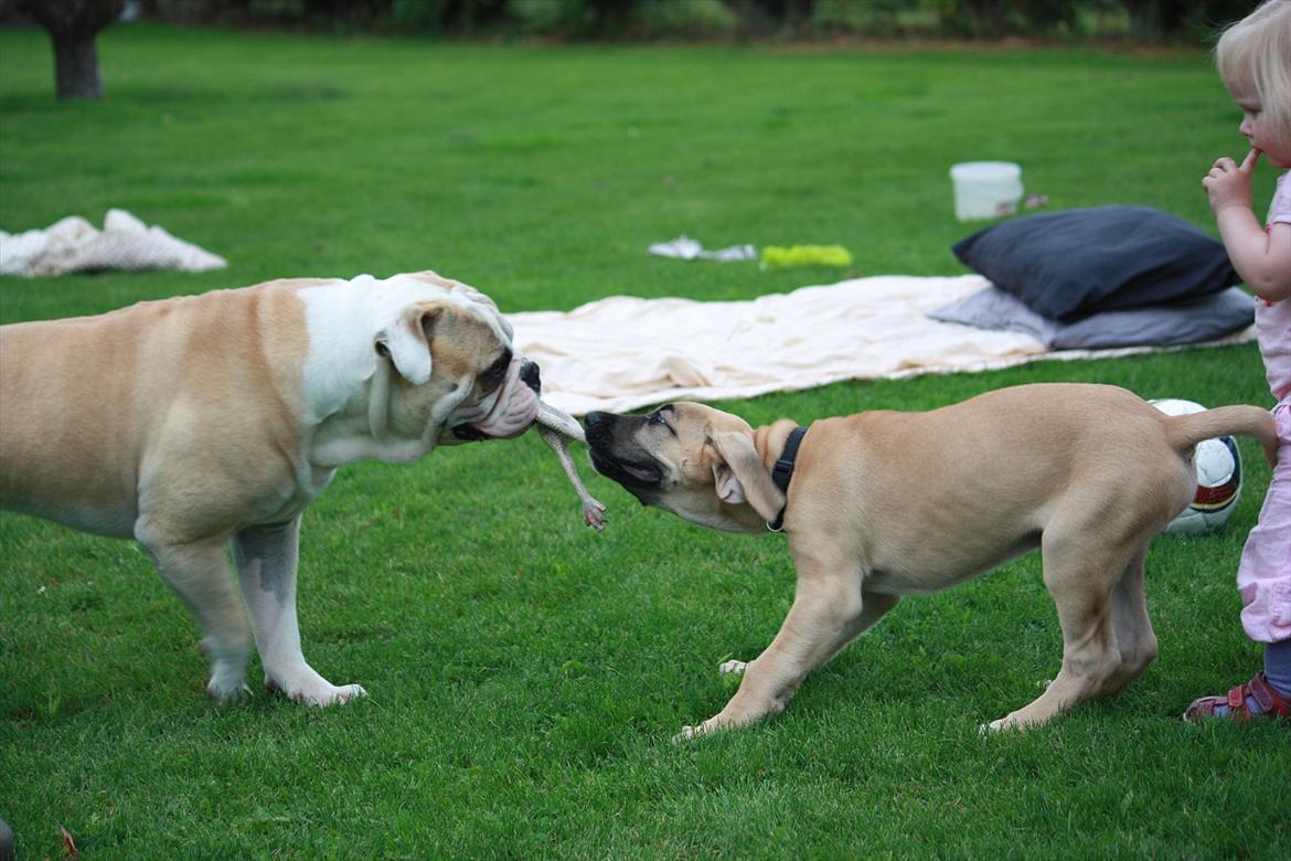 Broholmer Gjall billede 18