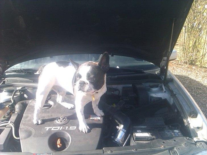 Fransk bulldog Zeus - Han er bar fars hund. 'Jeg skal være med lige meget hvad far laver' :) billede 12