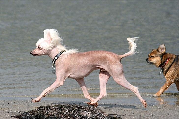 Chinese crested hårløs Silas - Silas på stranden *20/8-11* billede 35
