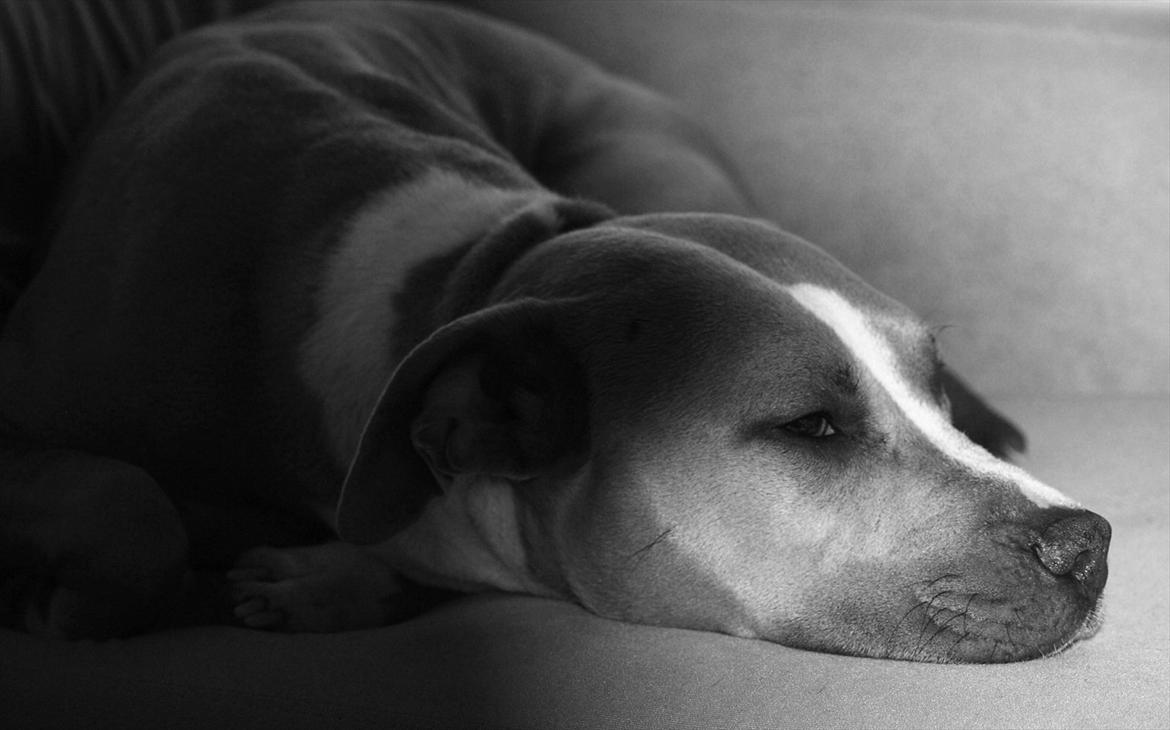 Amerikansk staffordshire terrier Misty  - træt misty pige billede 2