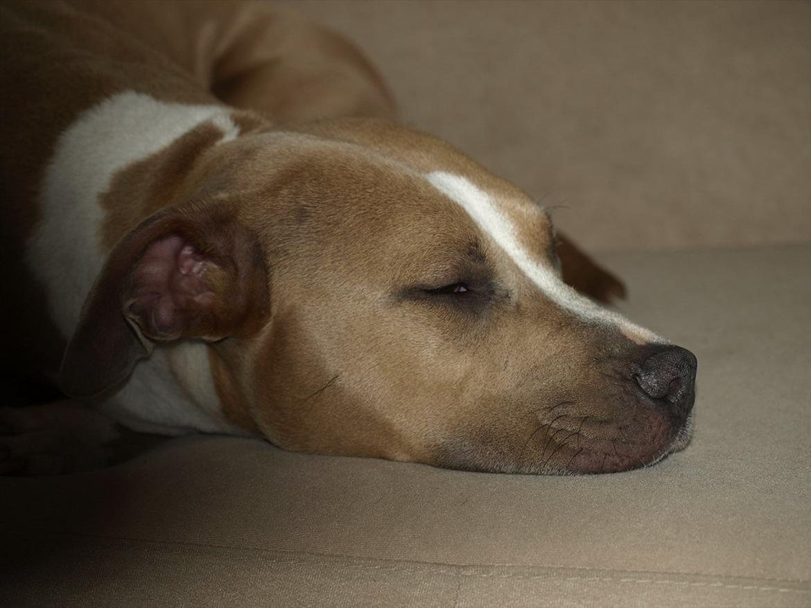 Amerikansk staffordshire terrier Misty  billede 4